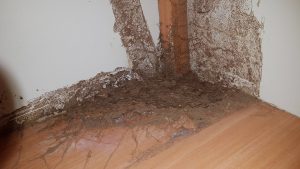 נזקי טרמיטים בבית - הדברת טרמיטים באשקלון