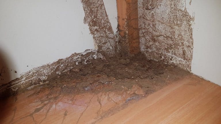 נזקי טרמיטים בבית - הדברת טרמיטים באשקלון