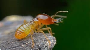 בעיית טרמיטים – אמת מיתוסים והמלצות